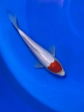 Kohaku Tancho Japanese Imported Koi “9 Inch”