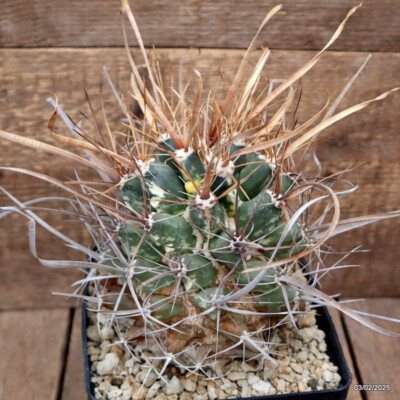 D2730 FEROBERGIA VARIEGATED VERY OLD pot14-H16-W14 cm MaMa Cactus | eBay.de