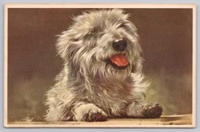 1953 Terrier Dog Portrait, Alfred Mainzer Printed in Belgium, Pet Pooch Postcard