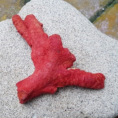 Red Coral Unpolished Rough Branch Coral Stick Loose Gemstone 100% Natural #4