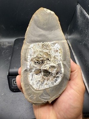Fossilized Sea Cucumber Indiana Not Mazon Creek In Ironstone Mudstone 1,662 G