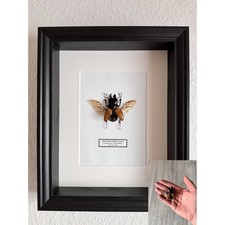 Echter exotischer Hirschkäfer Flug präpariert Wanddeko Geschenk Insekt