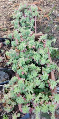 Lot 10 Plants SEDUM PALMERI Enracinés Succulente, Rustique Extérieur Intérieur - Photo 1/3