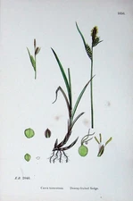 Old Antique Print Botany Plants C1902 Downy Fruited Sedge Carex Tomentosa 20th