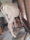 sheep on full mount — photo 2