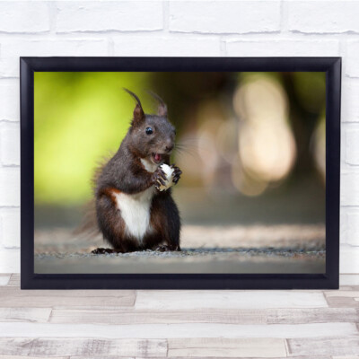 Squirrel Eat Eating Food Cute Animal Animals Bokeh Hold Wall Art Print