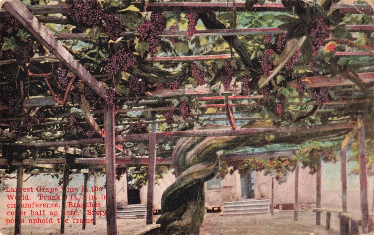 Largest Grape Vine California c1907 Postcard H217 | eBay