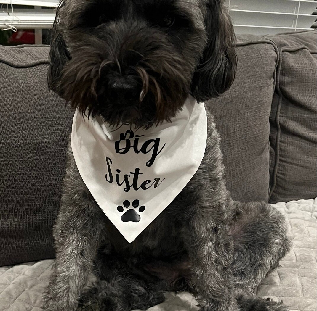 HACRAHO Plaid Dog Bandana, 2 stuks driehoekige slabbetjes sjaal grote broer grote zus zwangerschap aankondiging hond bandana voor kleine, middelgrote grote honden