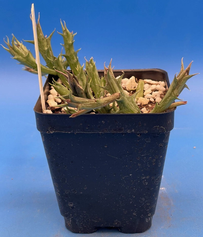 Orbea Dummeri 3.5 英寸盆栽植物良好 — 第 3/4 张图片