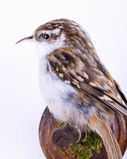 Taxidermy Bird Treecreeper Small Stuffed Animal Wall mount Certhia familiaris