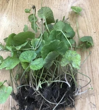 10 Pieces Pennywort Gotu Kola Live Plant Bare Root Ready To Plant