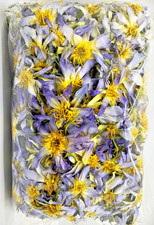 Real Egyptian Blue Lotus Flower Nymphaea Caerulea Pure Dried Whole Organic oz  lb