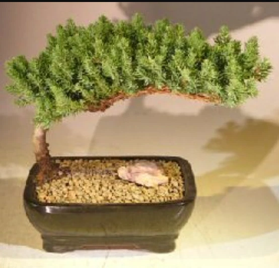 Juniper Bonsai Tree 7"H Medium Plant Outdoor Juniper Procumbens Nana Easy Care - Image 3 of 4