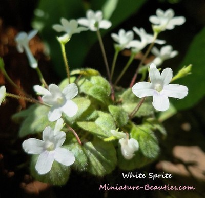 Micro Mini Sinningia White Sprite s.e.e.ds, African violet Tariffs included!