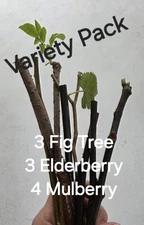OrganicGarden VarietyPack Only Fresh Cuttings 3 Fig 3 Elderberry 4 Mulberry...