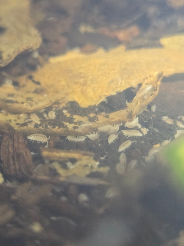 50+ Ct Dwarf White Trichorhina tomentosa Isopod Feeder Bioactive