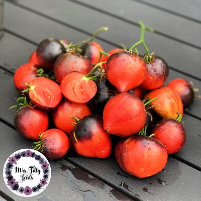 NEU SGT.PEPPERS Stabtomate Tomatensamen 10 + Samen Lieblingssorte Lila  Tomate | eBay.de