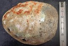 abalone shell large 9” X 7” rare giant size 9in X 7in seashell — photo 3