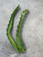 2pcs Dragon Fruit Cuttings 15  White Flesh Pitaya Cactus Cuttings No Root