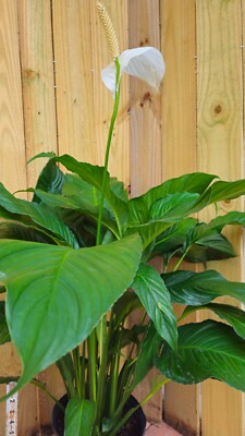 LIVE PLANT 3ft+ Spathiphyllum Sweet Pablo Peace Lily