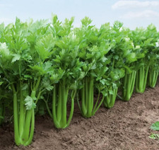 Celery Apium graveolens var. dulce tall Utah 5500 seeds +
