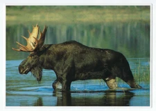Bull Moose in Pond Postcard North American Wildlife Oversized 1989