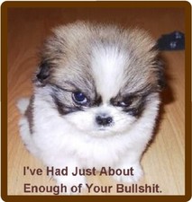 Funny Mad Dog Shi Tzu Refrigerator / Tool Box / Filing Cabinet Magnet