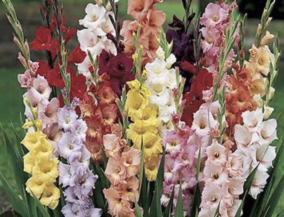 GLADIOLUS  BULBS - Most Popular  COLORS -  5  BULBS For $45 Free Postage - Image 2 of 3
