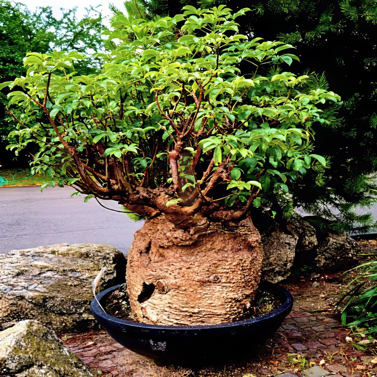 5 Baobab Seeds Adansonia digitata "Tree of Life" Rare Monkey Bread Bonsai  Plant | eBay