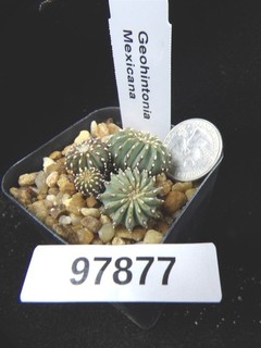 Geohintonia mexicana 4 Rare Seedlings Live Cactus Cacti Succulent Plant 97877