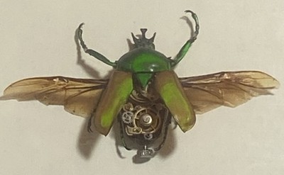 Insect Lab Studio Customized Preserved Beatle Cetinidae w/ Mech. Hardware Framed