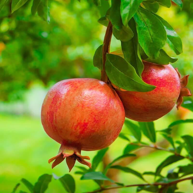 Graines de Grenadier Punica Granatum Arbuste Résistant Sécheresse - 3