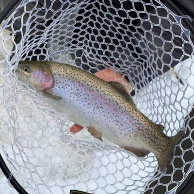 Esca In Gomma Akara Trout Time Maggot Per Trota - 4 Cm, Gusto Formaggio