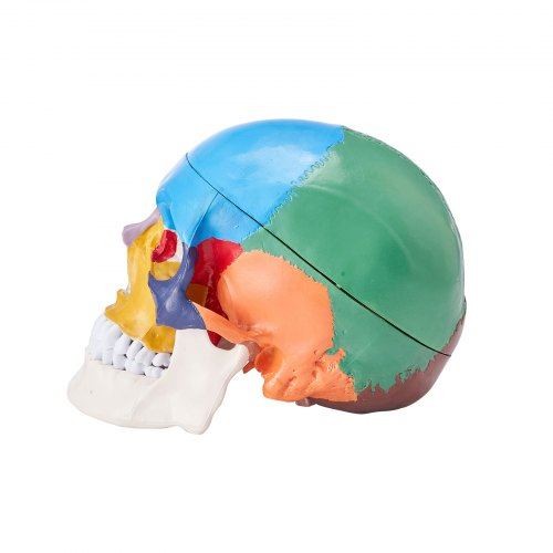 Human Skull Model 8 Parts Brain & 3 Parts Skull Life-Size Painted Anatomy - Picture 10 of 10