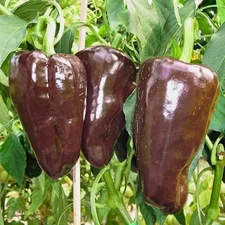 MULATO ISLENO PEPPER SEEDS 50+ "MILD HEAT" vegetable GARDEN CAPSICUM ANNUUM