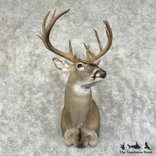 #31166 EL | Texas Whitetail Deer Taxidermy Shoulder Mount For Sale