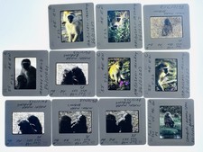 Vintage 1986 Kenya Safari 35mm Slides Lot of 11 Vervet Monkeys Annotated