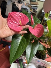 Anthurium XL LARGE PINK BLOOMS  Longest Blooms Rare Find