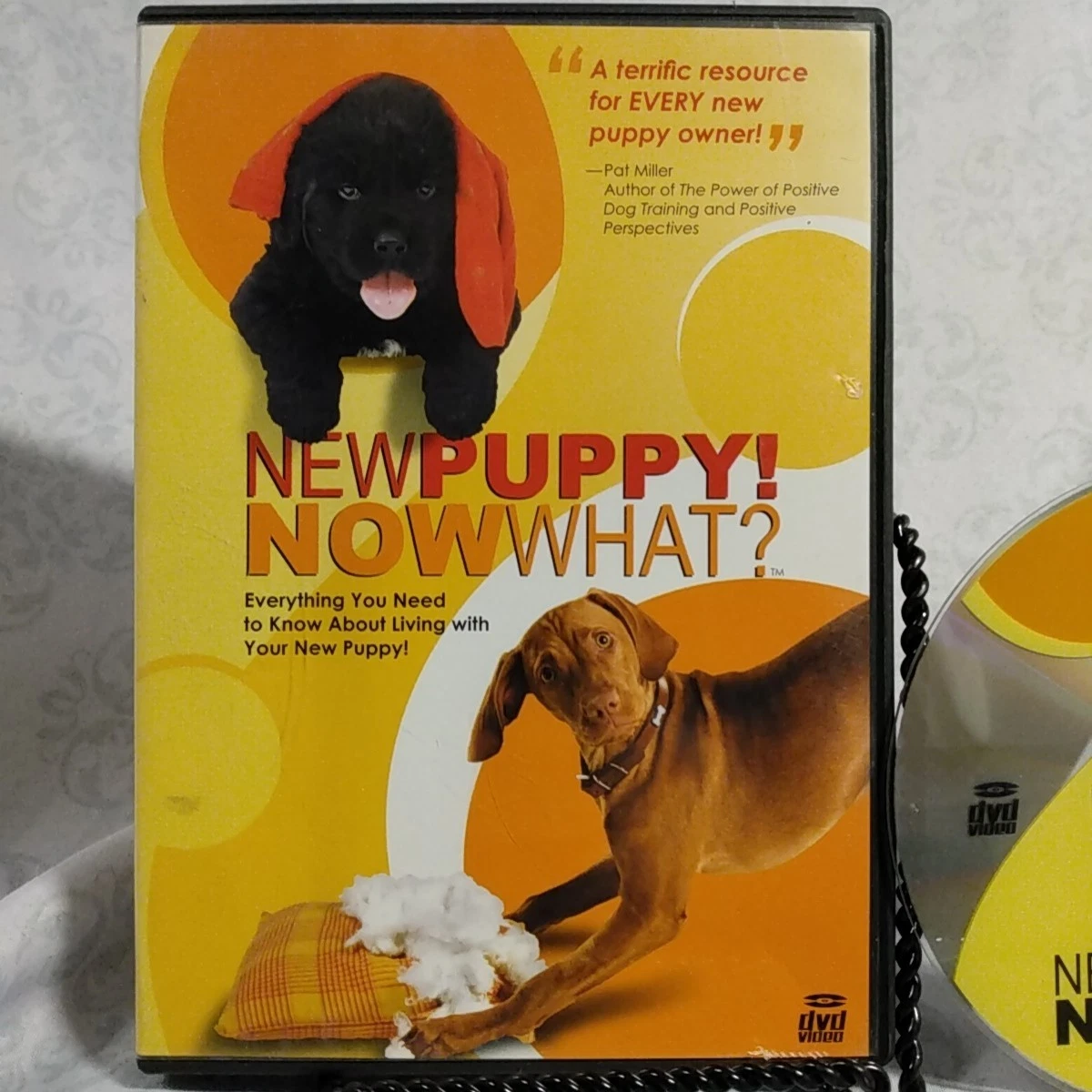 その他 DOG TRAINING TV [DVD] Amazon.co.jp: DOG TRAINING TV [DVD] : DVD