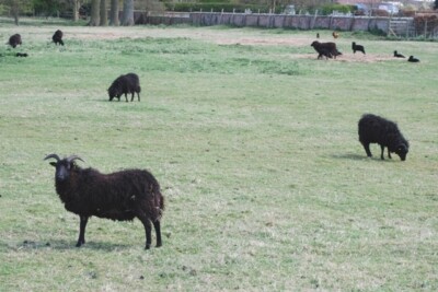 Photo 6x4 Hebridean sheep Little Skipwith A flock of Hebridean sheep at L c2010