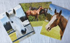 HORSE Note Cards Blank White Brown Arabian Bay  Greeting Equine Advocates LOT 3