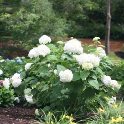 Hydrangeas Starter (Arborescens) White Flowering Blooms Ships Spring 2025