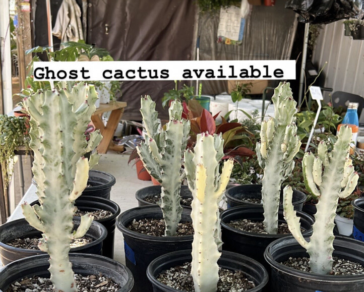 VARIEGATED Euphorbia Lactea White Ghost Dragon Bone Cactus Cati Succulent |  eBay