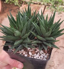 Haworthia Limifolia 'Fairy Washboard' Multiple Large Plants Bare Root