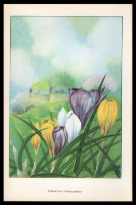 1926 Vintage Botanical Print White, Purple & Yellow Crocus - Crocus Sativus