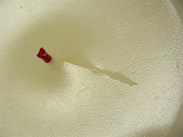 Louis Vuitton L'AIR DU JARDIN Medium Candle 220g Used from