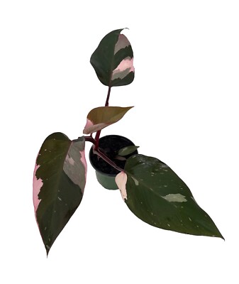 rugosum philodendron Philodendron rugosum aberrant form – Foliage Factory