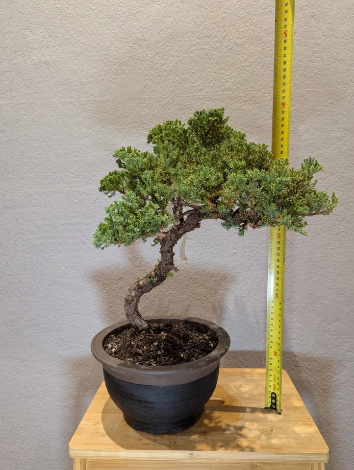 30 YEAR OLD JUNIPER BONSAI 'SQUAMATA' IN CLAY POT - image 4 of 4