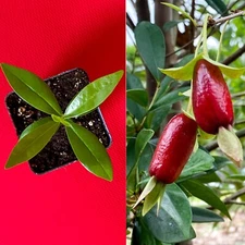 Savanna Cherry Eugenia Calycina Dark Red Fruit Tropical Tree Plant RARE