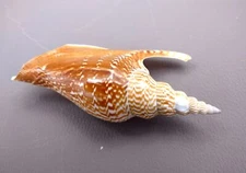 Listers Conch Seashell Tan Strombus Listeri (1 shell approx. 3.5+ inches)